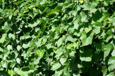 Bir bağ doku yeşil sarmaşık ile büyümüş bir duvar kadar yakın bırakır