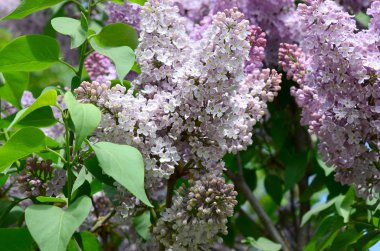 Mor Lila ve yeşil yaprakları dallarında. Arka plan güzel çiçek leylak dalı ile