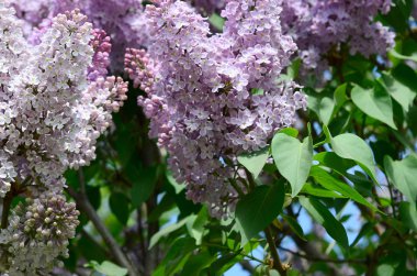 Mor Lila ve yeşil yaprakları dallarında. Arka plan güzel çiçek leylak dalı ile
