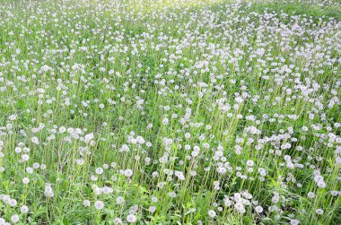 Doğa, doğal arka plan beyaz kabarık dandelions çiçek. Birçok çiçek yeşil çayır kapatın. Seçici odak