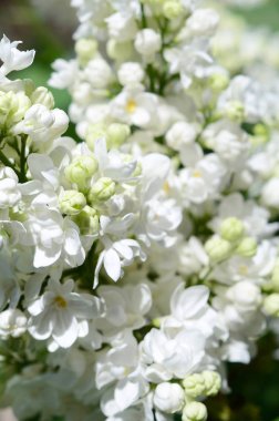 Beyaz Lila ve yeşil yaprakları dallarında. Arka plan güzel çiçek leylak dalı ile