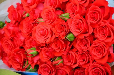 Parlak taze kesilmiş büyük güzel kırmızı gül demet yakın çekim