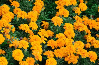 Çok sayıda güzel bloomed sarı marigolds bir açık hava flowerbed içinde. Üstten görünüm