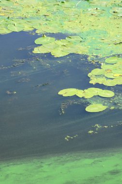 Eski bir bataklık yüzeyi duckweed ile kaplı ve lily bırakır. Karanlık su arka plan üzerinde birçok küçük yeşil yaprakları