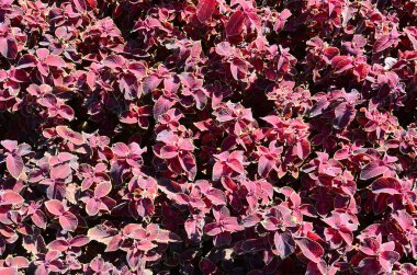 Hem de çok alacalı boyalı ısırgan otu, dekoratif arka plan bırakır. Kırmızı, sarı ve yeşil yaprakları coleus bitki. Plectranthus scutellarioides, Ballıbabagiller, blumei, solenostemon