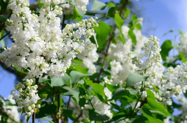 Beyaz Lila ve yeşil yaprakları dallarında. Arka plan güzel çiçek leylak dalı ile