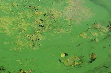 Eski bir bataklık yüzeyi duckweed ile kaplı ve lily bırakır. Karanlık su arka plan üzerinde birçok küçük yeşil yaprakları