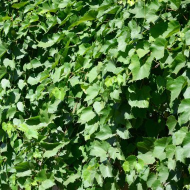 Bir bağ doku yeşil sarmaşık ile büyümüş bir duvar kadar yakın bırakır