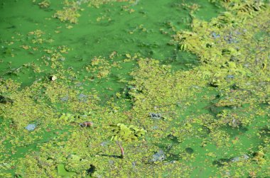 Eski bir bataklık yüzeyi duckweed ile kaplı ve lily bırakır. Karanlık su arka plan üzerinde birçok küçük yeşil yaprakları