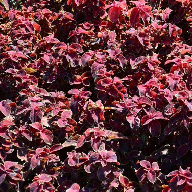 Hem de çok alacalı boyalı ısırgan otu, dekoratif arka plan bırakır. Kırmızı, sarı ve yeşil yaprakları coleus bitki. Plectranthus scutellarioides, Ballıbabagiller, blumei, solenostemon