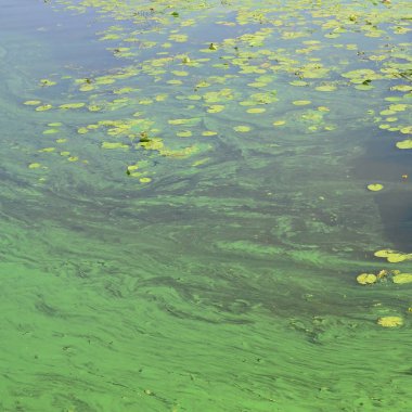 Eski bir bataklık yüzeyi duckweed ile kaplı ve lily bırakır. Karanlık su arka plan üzerinde birçok küçük yeşil yaprakları