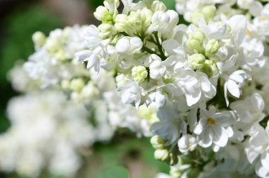 Beyaz Lila ve yeşil yaprakları dallarında. Arka plan güzel çiçek leylak dalı ile