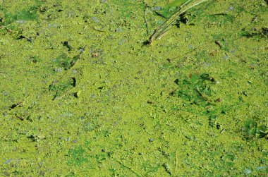 Eski bir bataklık yüzeyi duckweed ile kaplı ve lily bırakır. Karanlık su arka plan üzerinde birçok küçük yeşil yaprakları