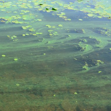 Eski bir bataklık yüzeyi duckweed ile kaplı ve lily bırakır. Karanlık su arka plan üzerinde birçok küçük yeşil yaprakları