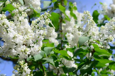 Beyaz Lila ve yeşil yaprakları dallarında. Arka plan güzel çiçek leylak dalı ile