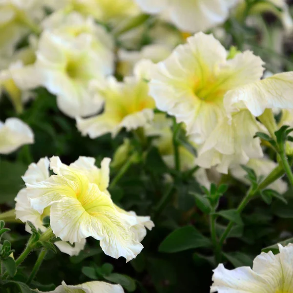 Belles Fleurs Pétunia Jaune Détail Floral Image Fond Concentration Sélective — Photo