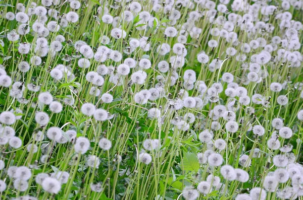 Branco Macio Dente Leão Flor Natureza Fundo Natural Muitas Flores — Fotografia de Stock