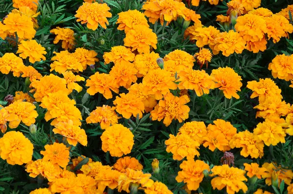 Grande Número Belas Calêndulas Amarelas Floresceu Canteiro Flores Livre Vista — Fotografia de Stock