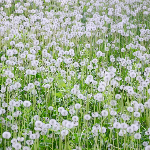 Branco Macio Dente Leão Flor Natureza Fundo Natural Muitas Flores — Fotografia de Stock