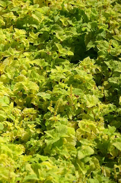 Close Colorful Yellow Coleus Plant Garden Top View Sunny Day — Stock Photo, Image