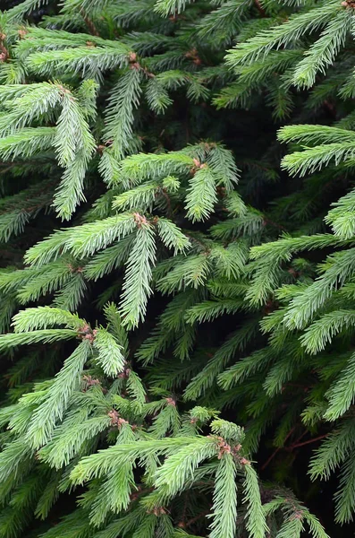 Fluffig Grön Fir Tree Brunch Nära Håll Jul Tapeter Koncept — Stockfoto
