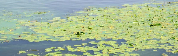 Die Oberfläche Eines Alten Sumpfes Der Mit Wasserlinsen Und Lilienblättern — Stockfoto