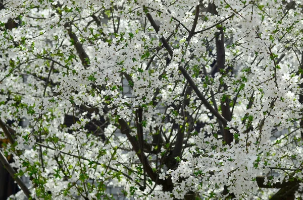 Nahaufnahme Eines Blühenden Grünen Apfelbaums Mit Weißen Blüten Einem Garten — Stockfoto