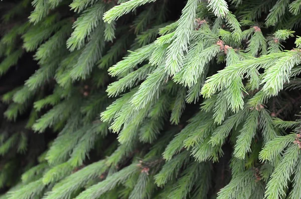 フワフワの緑のモミのツリー ブランチをクローズ アップ クリスマス壁紙のコンセプト コピー スペース 選択と集中 — ストック写真