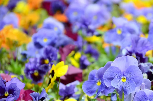 Flores Pensamientos Multicolores Como Fondo Tarjeta Campo Maricones Coloridos Con — Foto de Stock