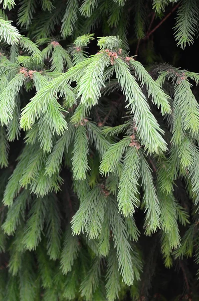 Fluffig Grön Fir Tree Brunch Nära Håll Jul Tapeter Koncept — Stockfoto