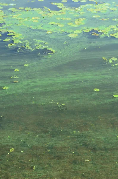 Eski bir bataklık yüzeyi duckweed ile kaplı ve lily bırakır. Karanlık su arka plan üzerinde birçok küçük yeşil yaprakları