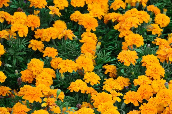 Grande Número Belas Calêndulas Amarelas Floresceu Canteiro Flores Livre Vista — Fotografia de Stock