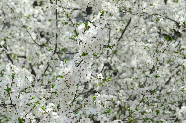 Закрыть Зеленую Яблоню Белыми Цветами Саду — стоковое фото