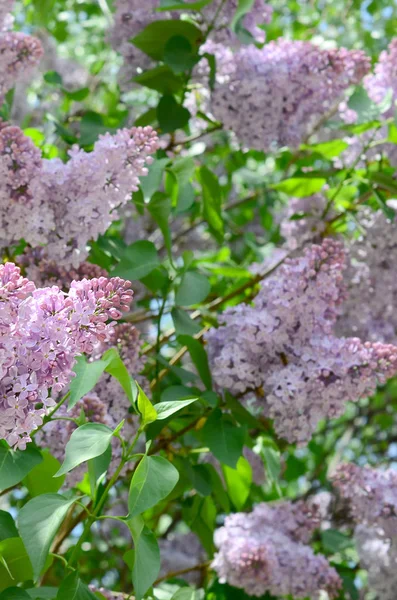 Branches Purple Lilac Green Leaves Background Beautiful Blooming Branch Lilac — Stock Photo, Image