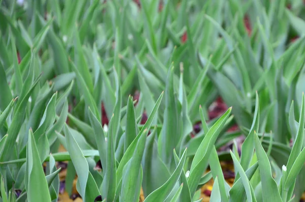 许多来自红色郁金香的绿色茎生长在靠近的花坛中 — 图库照片
