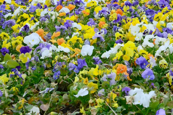 Flores Pensamientos Multicolores Como Fondo Tarjeta Campo Maricones Coloridos Con — Foto de Stock