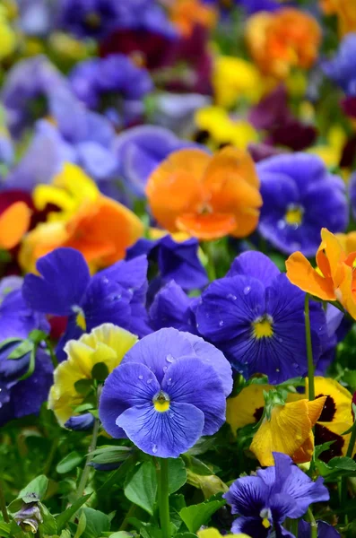 Многоцветные Голубые Цветы Пансионы Качестве Фона Карты Поле Красочных Трусиков — стоковое фото