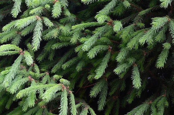 Almuerzo Abeto Verde Esponjoso Cerca Concepto Fondo Pantalla Navidad Con — Foto de Stock