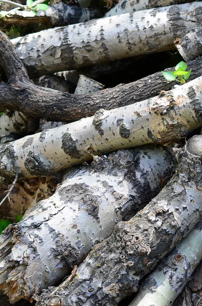 Closeup Firewood Old Poplar Rough White Bark Felling Trees — Stock Photo, Image
