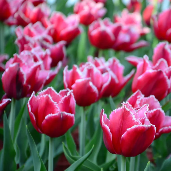 Imagen Hermosos Tulipanes Las Profundidades Poco Profundas Del Campo Campo — Foto de Stock