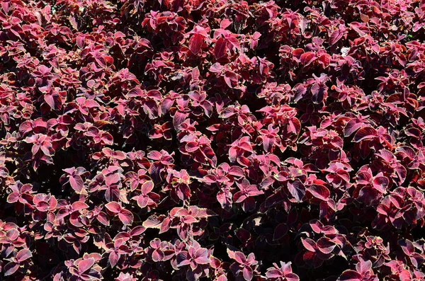 그린된 빨간색 노란색 구조물이 식물의 Plectranthus Scutellarioides 꿀풀과 Blumei Solenostemon — 스톡 사진