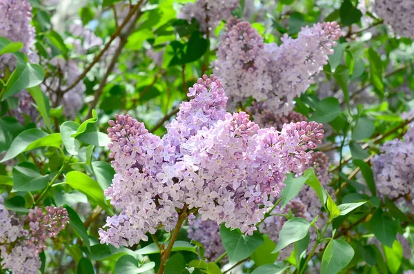 Branches Purple Lilac Green Leaves Background Beautiful Blooming Branch Lilac — Stock Photo, Image