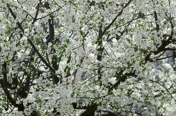 Close Van Bloeiende Groene Appelboom Met Witte Bloemen Een Tuin — Stockfoto