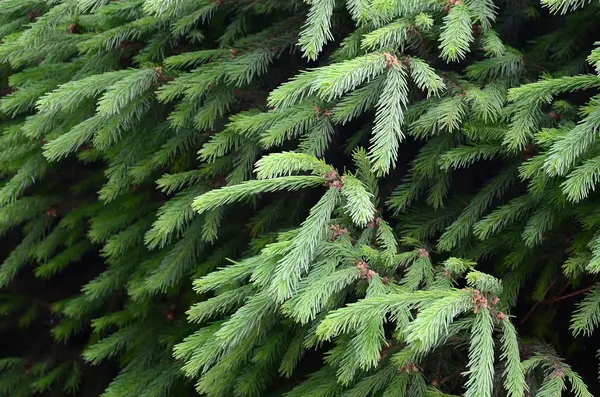 Almuerzo Abeto Verde Esponjoso Cerca Concepto Fondo Pantalla Navidad Con — Foto de Stock