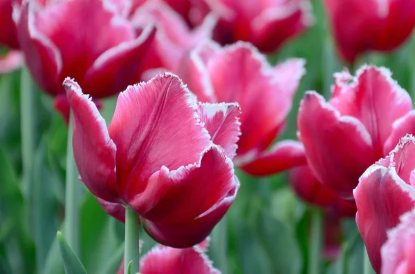 Imagen Hermosos Tulipanes Las Profundidades Poco Profundas Del Campo Campo — Foto de Stock