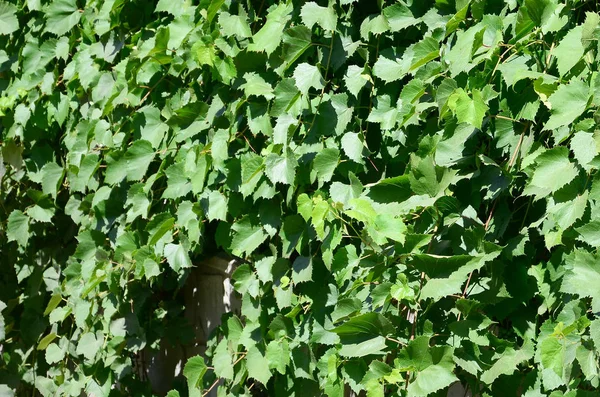 Textura Una Pared Cubierta Hiedra Hojas Verdes Viñedo Cerca —  Fotos de Stock