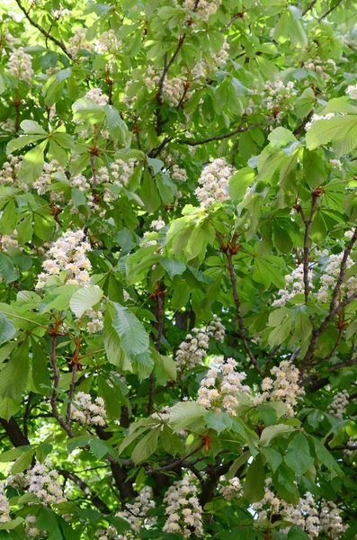 Ramuri Liliac Alb Frunze Verzi Fundal Frumoasă Ramură Înfloritoare Liliac — Fotografie, imagine de stoc