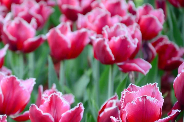 Imagen Hermosos Tulipanes Las Profundidades Poco Profundas Del Campo Campo — Foto de Stock