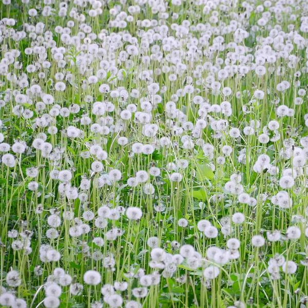 Branco Macio Dente Leão Flor Natureza Fundo Natural Muitas Flores — Fotografia de Stock