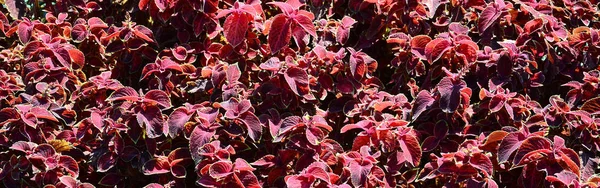 Geschilderde Brandnetel Decoratieve Bonte Bladeren Achtergrond Rood Geel Groen Bladeren — Stockfoto